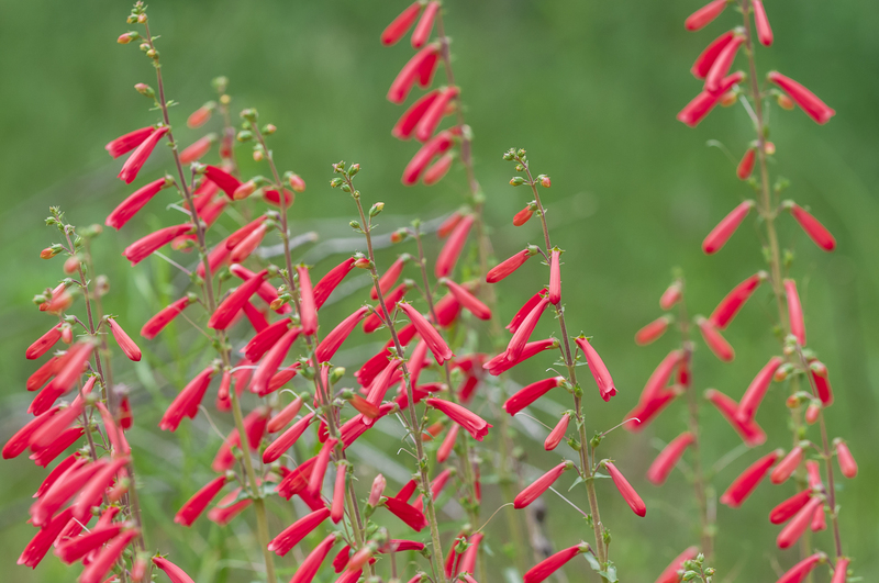 garden design Garden